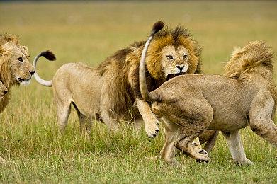 《堕落之主》新更新上线 恢复传统男＆女性别选项